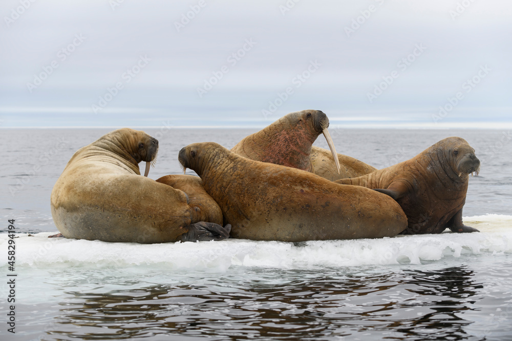 Fototapeta premium Group of walrus resting on ice floe in Arctic sea.