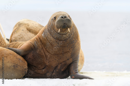 Walrus lying on the ice floe. Walrus head close up. © Alexey Seafarer