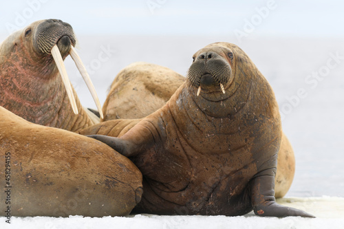 Walrus lying on the ice floe. Walrus head close up.