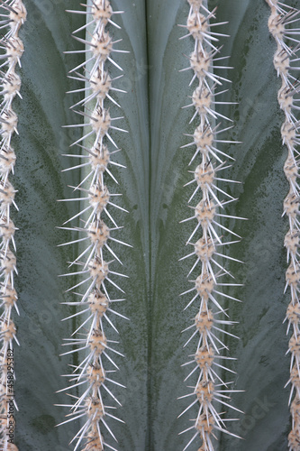 Big green cactus close. Hot African background