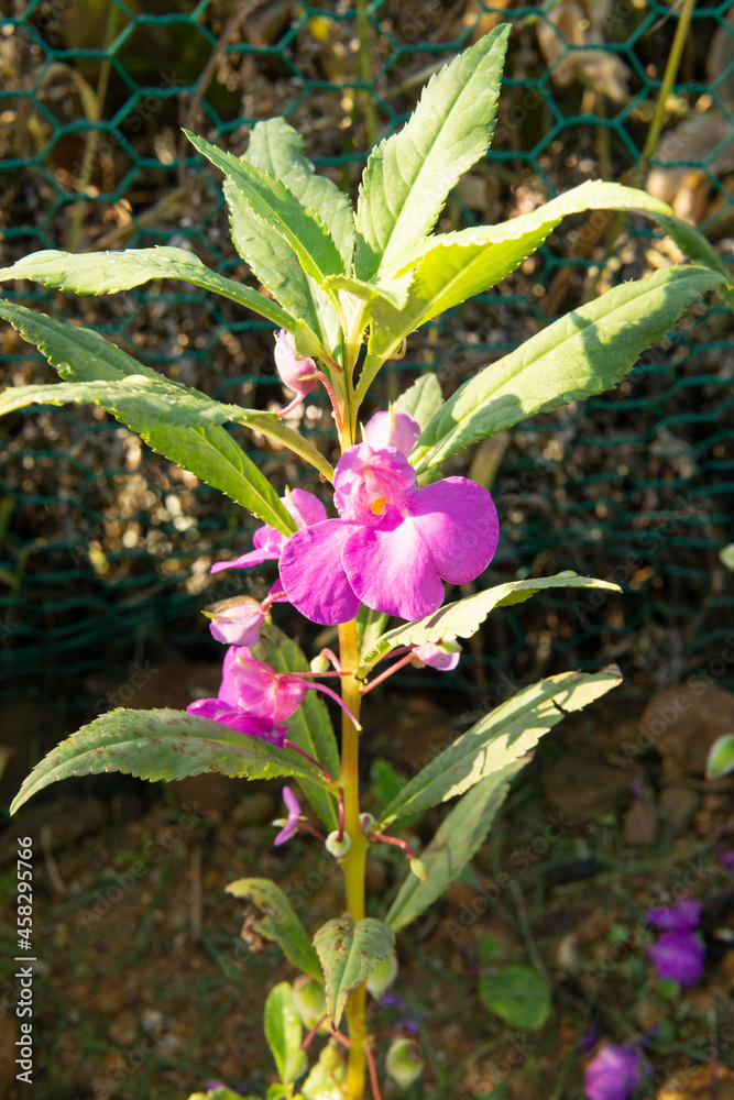 The magnified picture of Garden Balsam flowers. 봉선화꽃 사진 The magnified picture of Garden Balsam flowers. 봉선화꽃 사진