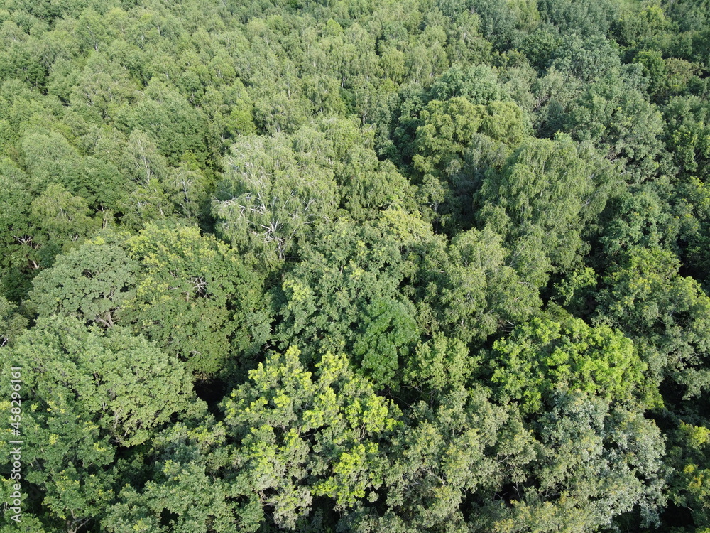 Beautiful dense forest, top view. The tops of a variety of trees.