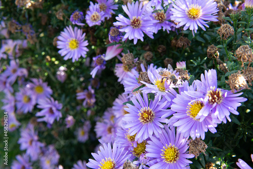 The magnified picture of New York aster flowers.                    