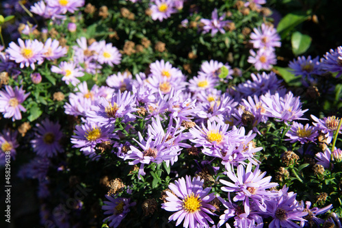The magnified picture of New York aster flowers.                    