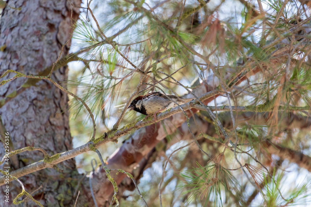 The house sparrow (Passer domesticus), male wild bird is sitting on the pine tree brunch in the park The house sparrow (Passer domesticus), male wild bird is sitting on the pine tree brunch in the park
