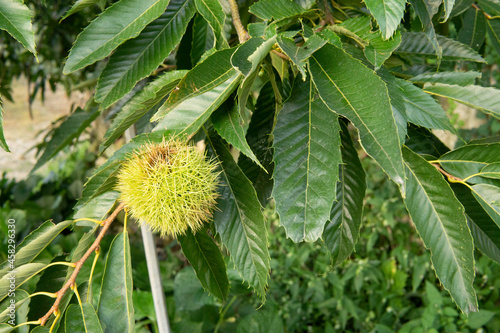 A picture of a chestnut in autumn. 가을 밤송이