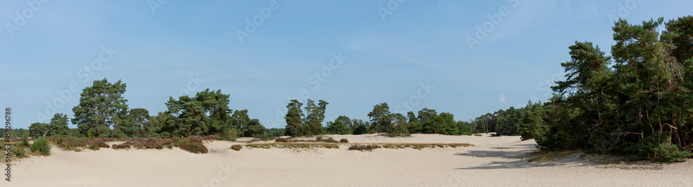 Panorama of sunny day with solitary pine trees in the middle of the Soesterduinen sand dunes in The Netherlands. Unique Dutch natural phenomenon of sandbank drift plain.