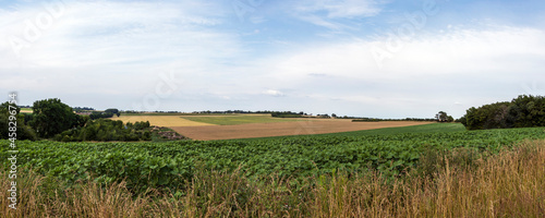 Crop fields and sunflower field in french countryside  Charente-Maritime  Nouvelle-Aquitaine region  France