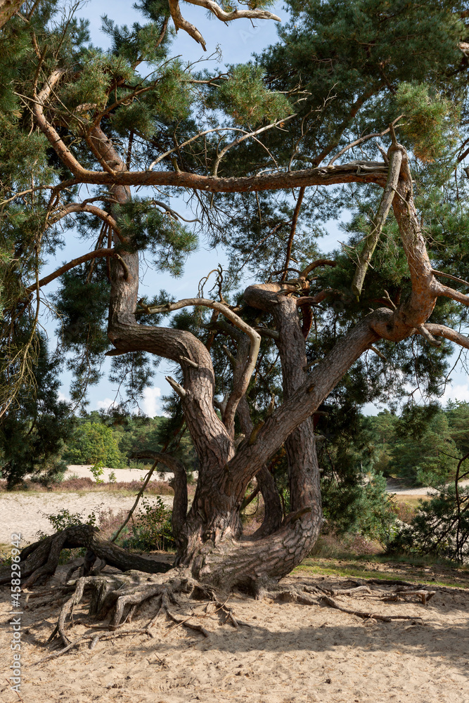 Sunlight illuminating intrinsic web of branches on a voluptuous green pine tree standing in white sand. Unique Dutch natural phenomenon of sandbank drift plain. Sunlight illuminating intrinsic web of branches on a voluptuous green pine tree standing in white sand. Unique Dutch natural phenomenon of sandbank drift plain.