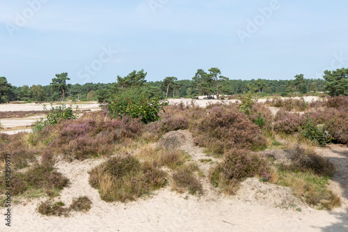 Colorful purple heather moorland patches in Soesterduinen sand dunes in The Netherlands. Unique Dutch natural phenomenon of sandbank drift plain. © Maarten Zeehandelaar