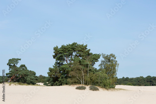 Row of pine trees along the edge of Soesterduinen sand dunes in The Netherlands. Unique Dutch natural phenomenon of sandbank drift plain with soft grain tones.