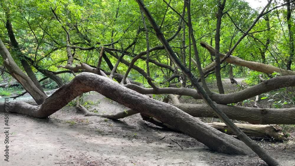 Twisted tree trunks in the Moccasin Trail Park in Toronto Canada Twisted tree trunks in the Moccasin Trail Park in Toronto Canada