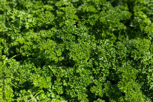 Curly Parsley grows in the garden. Spicy herb Petroselinum crispum for nutrition  use in alternative medicine and cosmetology  green background