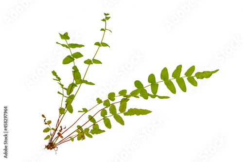 Suplir plant or fern plant looks intact from root to leaf, isolated on white background with clipping path