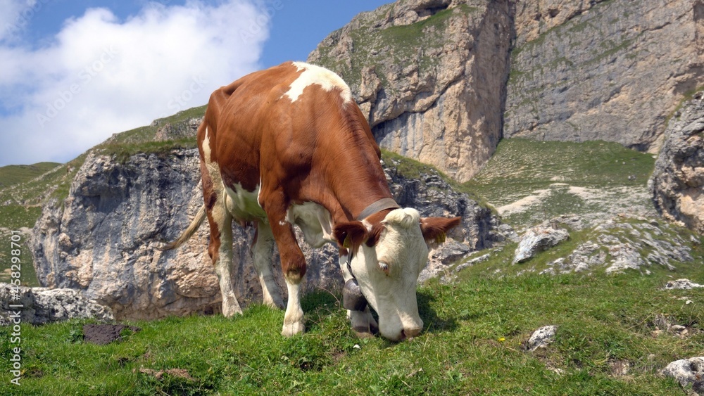 Europe, Italy , Trentino Alto Adige - Dolomites mountains with cows free in nature in the Scillar valley