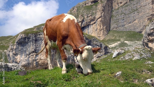 Obraz na płótnie Europe, Italy , Trentino Alto Adige - Dolomites mountains with cows free in nature in the Scillar valley w salonie