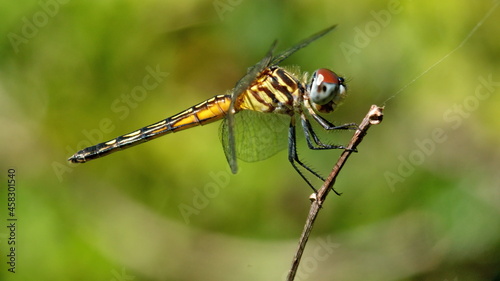 Dragonfly perched on a twig in a city park in Fort Lauderdale, Florida, USA