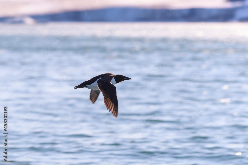 Guillemot - arctic bird at natural habitat in Franz Jozef Land archipelago. Guillemot - arctic bird at natural habitat in Franz Jozef Land archipelago.