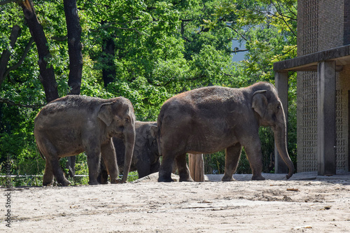 Young elephants in a Park enclosure in spring