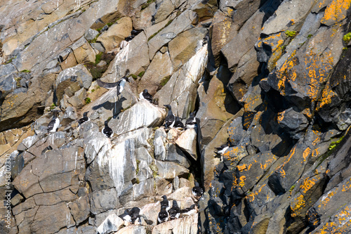 Arctic landscape in summer time. Franz Jozef Land archipelago. Flora cape, Gukera island. Rubini Rock.