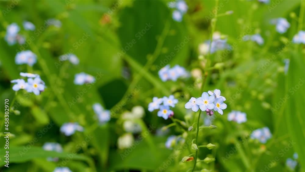 Forget-me-nots in the forest, macro shooting. Shallow depth of field.