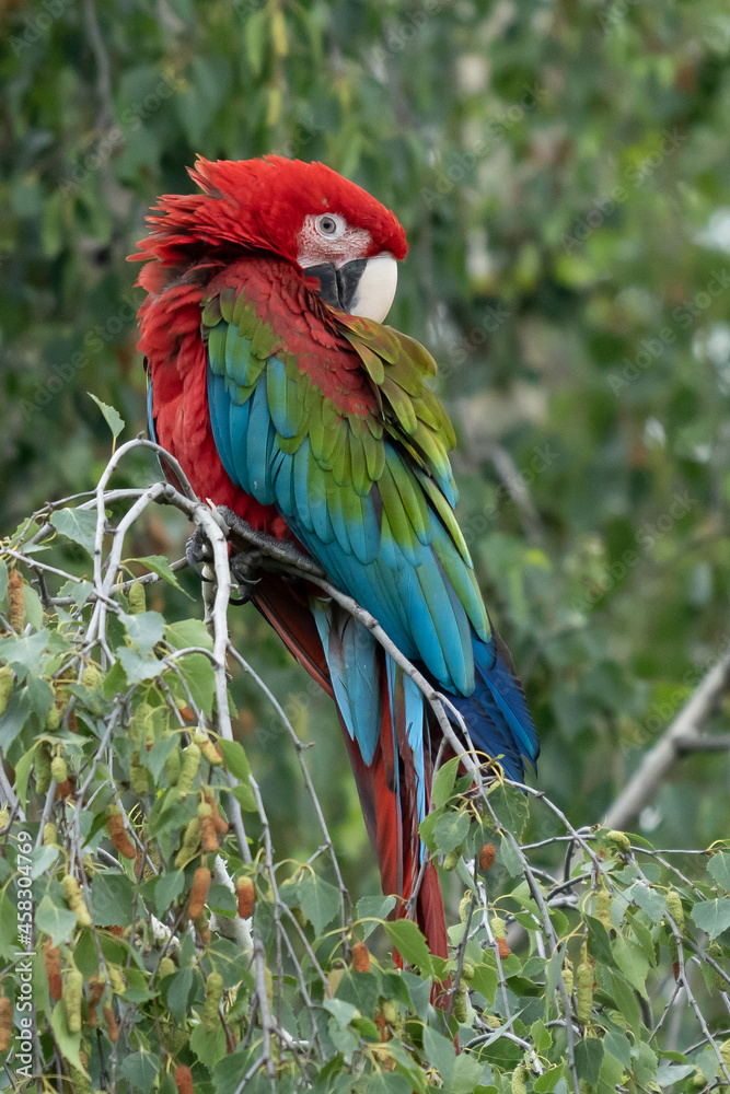 Scarlet Macaws, Ara macao, bird sitting on the branch. Macaw parrots in Costa Rica. Love scene from fain forest.