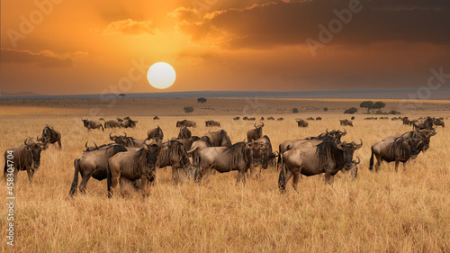 Wildebeest migration, Serengeti National Park, Tanzania, Africa photo
