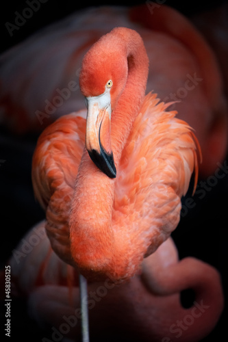 Pink flamingo standing in front