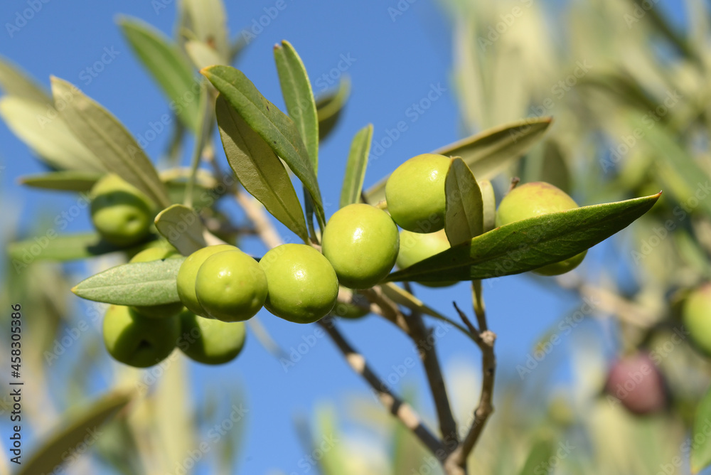 olives