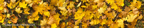Yellow maple tree leaf on ground  autumn background