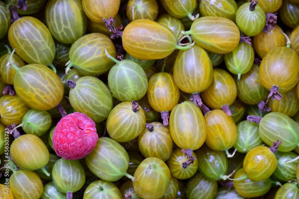 A pile of gooseberries is scattered throughout the frame, on it on the left is one raspberry A pile of gooseberries is scattered throughout the frame, on it on the left is one raspberry