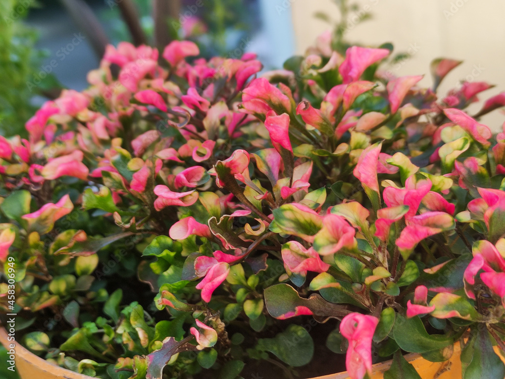 beautiful decorative plants in greenish pink that blooms in a group. a decorative plant that can beautify your home garden.