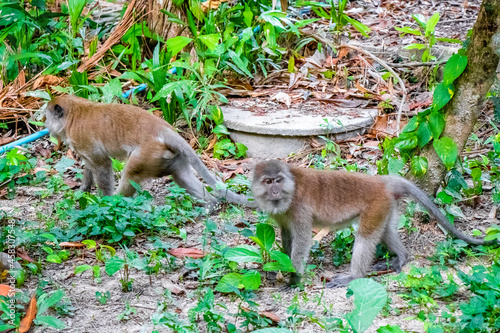 Macaques monkeys in tropical jungle forest nature Koh Phayam Thailand.