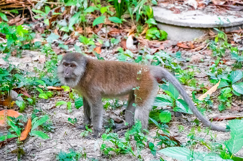 Fototapeta Naklejka Na Ścianę i Meble -  Macaque monkey in tropical jungle forest nature Koh Phayam Thailand.