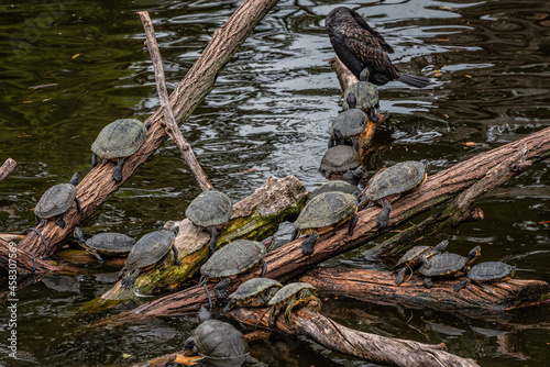 Sunbathing little turtles lying on tree branches above a lake