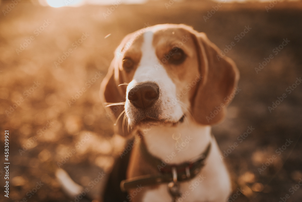 beagle dog portrait