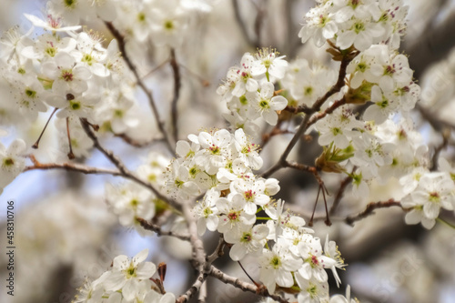 blooming tree