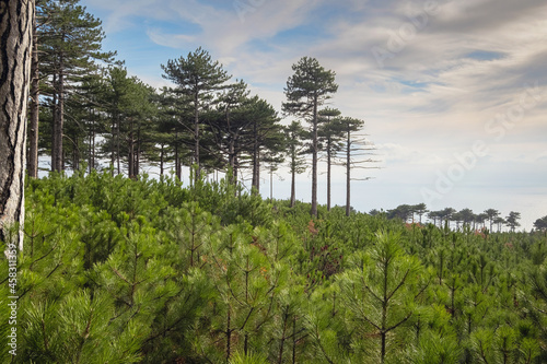 the concept of discovery and hiking, nature and freedom photo