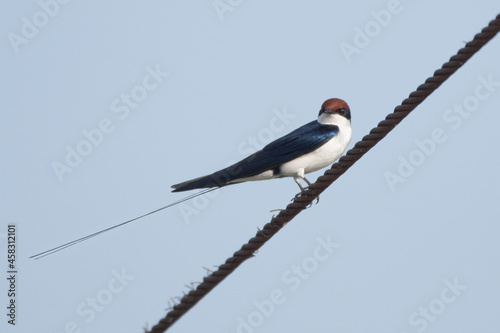 Wire-tailed Swallow perched on a wire in Rajasthan, India © Mihir Joshi