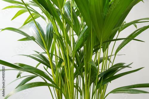 Isolated view of an indoor houseplant showing its lush foliage and healthy stems.