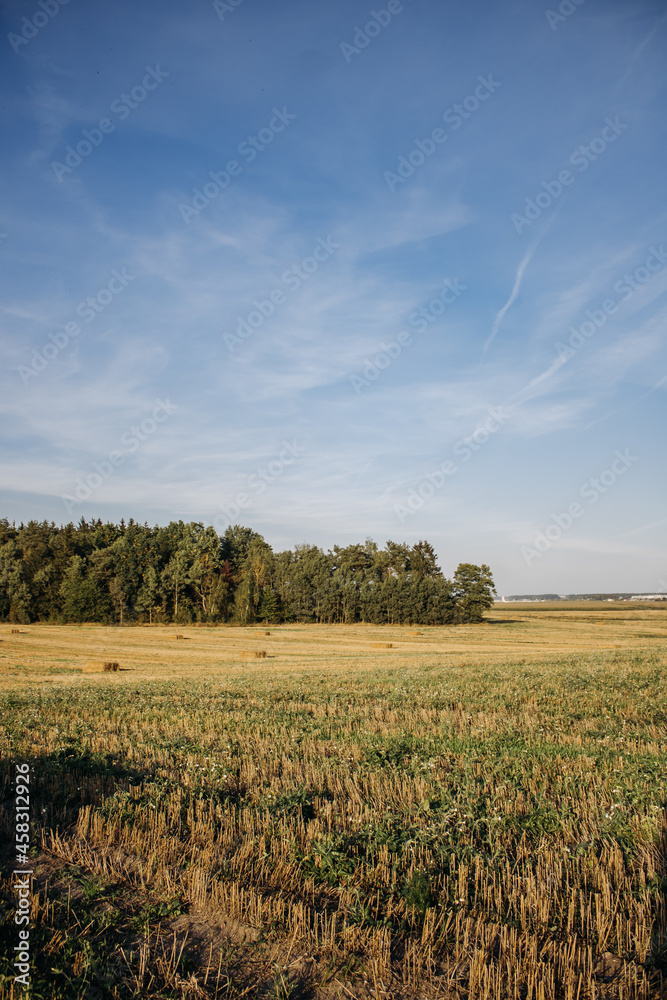 Fototapeta premium Agriculture. Field after harvest with rolls of hay. Landscape with agricultural land, straw and meadow near the forest. Cereals harvesting yellow wheat