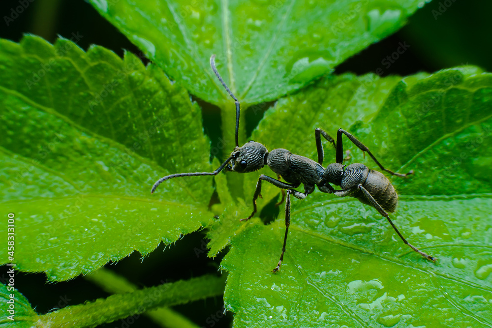 Close up of black ant resting on leaf tip Close up of black ant resting on leaf tip