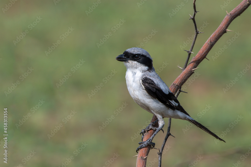 Great grey shrike perched on a branch at Shokaliya, Rajasthan, India Great grey shrike perched on a branch at Shokaliya, Rajasthan, India