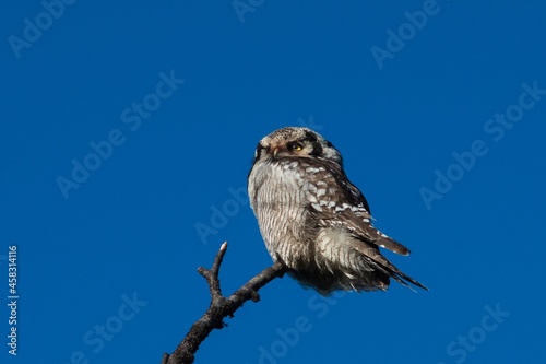 Northern Hawk Owl in Swedish Lappland