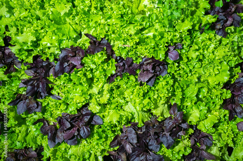 Lettuce and basil. Background consisting of lettuce leaves. It symbolizes vegetarian food. Background from farm herbs. Natural background with lettuce leaves. Vegetarian farm food.
