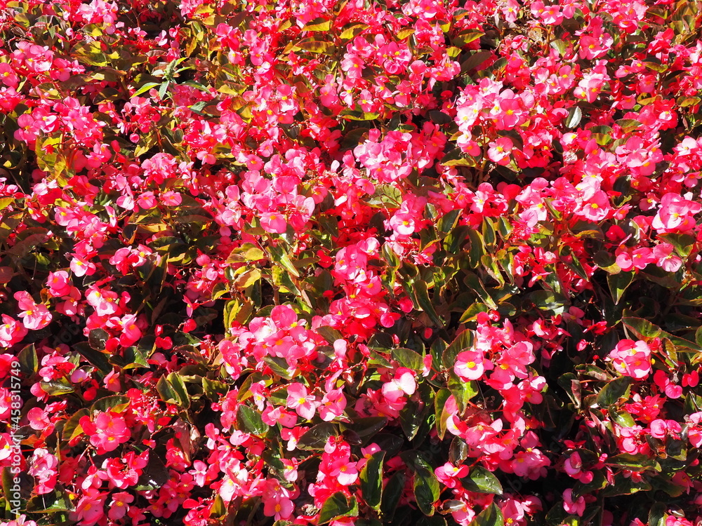 Pink red wax begonia or Begonia semperflorens. Begonia x semperflorens