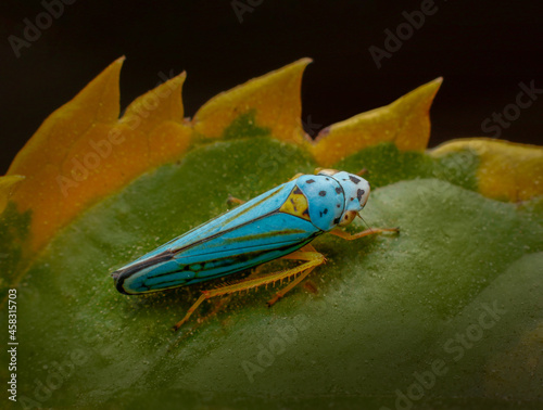 Closeup shot of a blue leafhopper on the plant photo