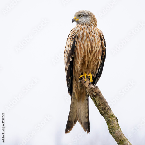 Red kite bird on a branch in Vittskövle. This picture is taken from a hiding place.