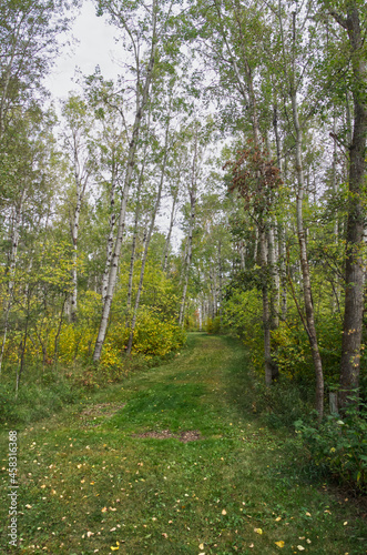 A Path in the Woods