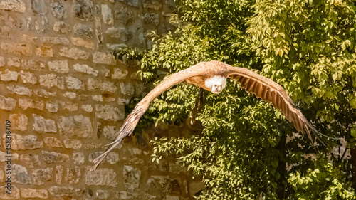 Griffon Vulture in flight towards the camera with a tree and a stone wall behind it © Martin Erdniss